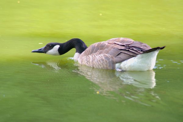 A Canadian goose floats down the Huron River thumbnail