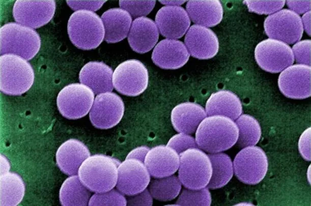 Staphylococcus