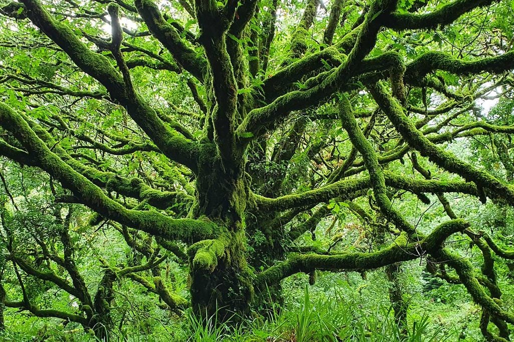 Tree Covered in Moss