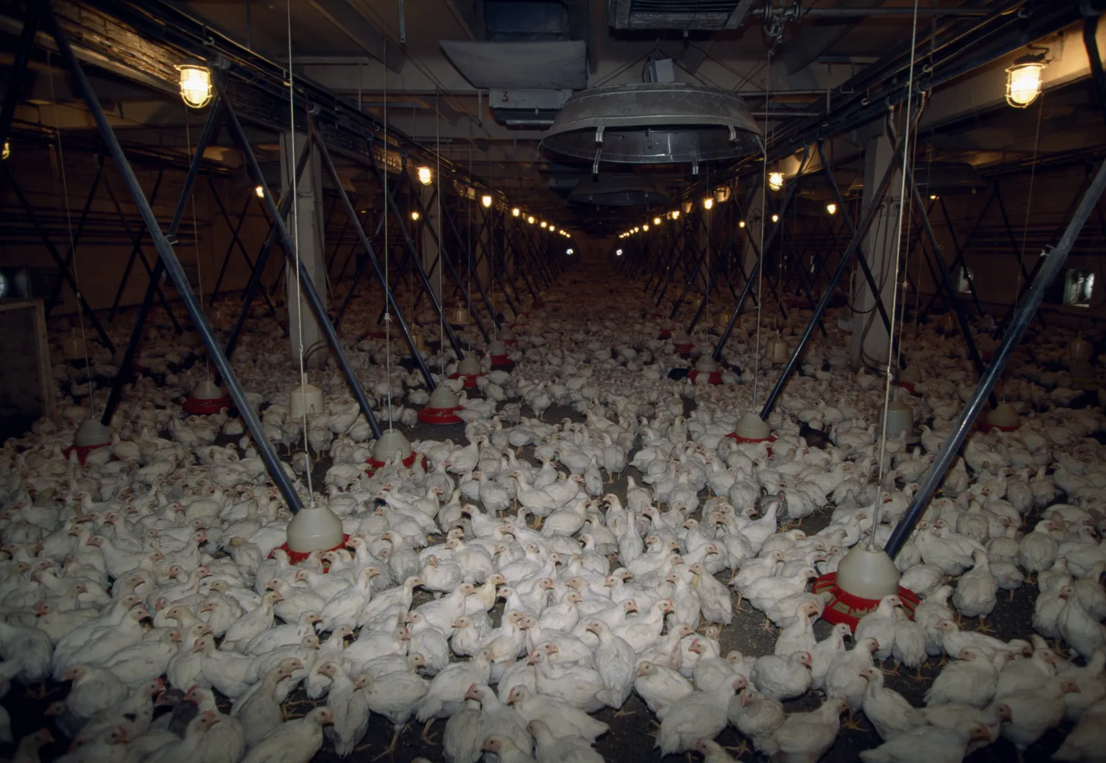Factory Farm Chickens 