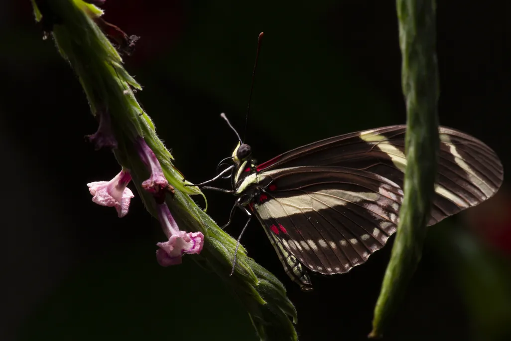 Heliconius charithonia