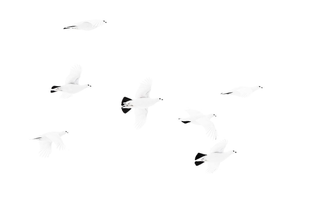 Seven Willow Ptarmigan are staggered throughout the image. Each is in various stages of flight. Their white bodies blend in with the completely white background, only their black eyes, bills, and tail feathers stand out.