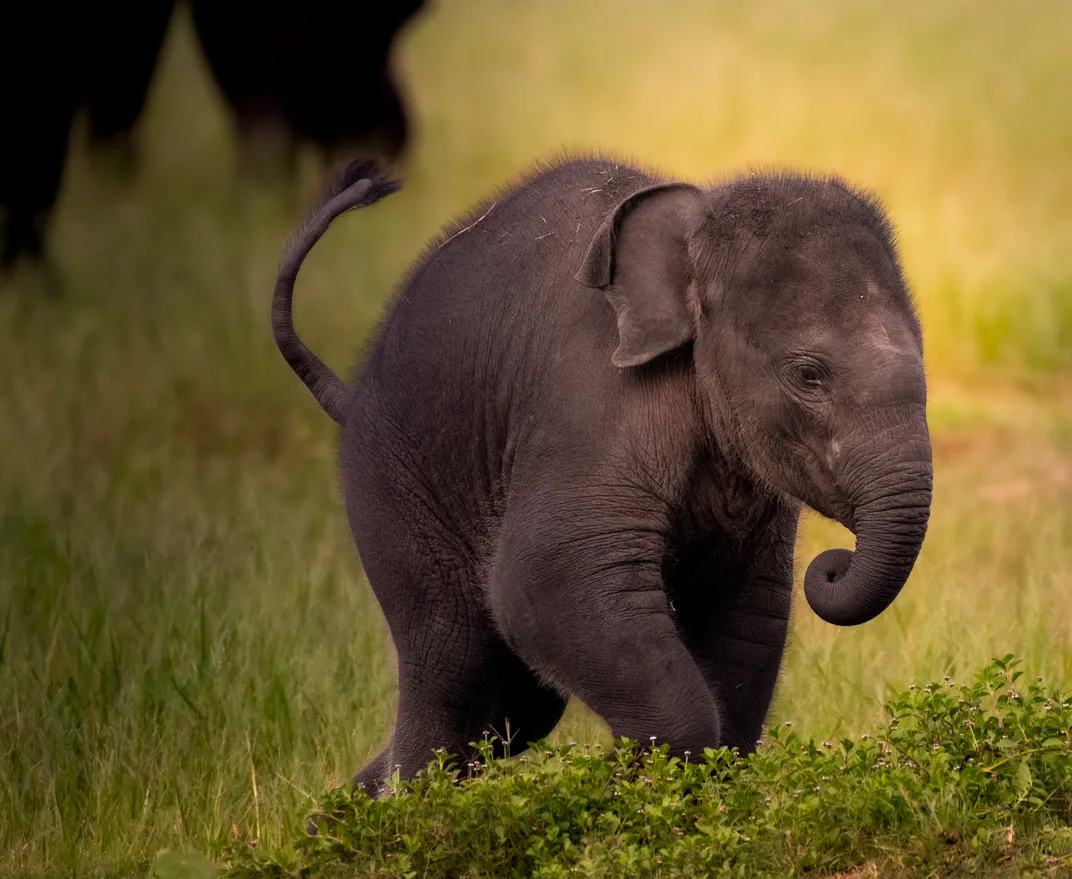 20 - A baby elephant seems right at home at tromping through the grass at Kaudulla National Park.