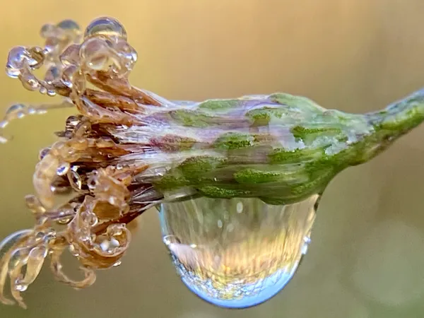 Water droplet on a flower thumbnail