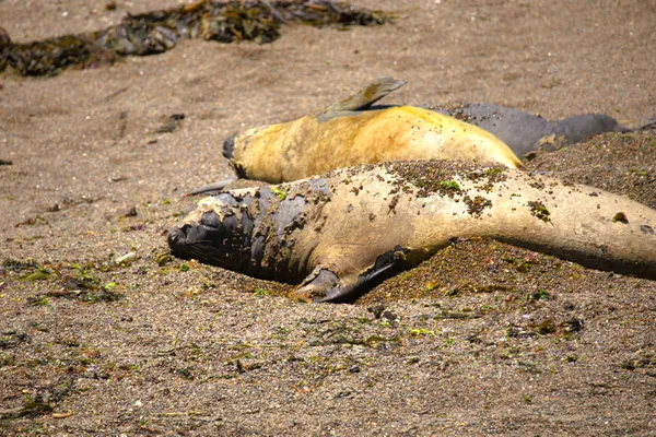 Elephantseal with old skin that is pealing off thumbnail