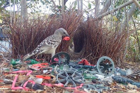 A city-dwelling male bowerbird near the structure that it built to woo mates, called a bower.