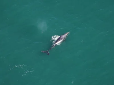 The gray whale was spotted during an aerial survey on March 1, about 30 miles off the coast of Nantucket.