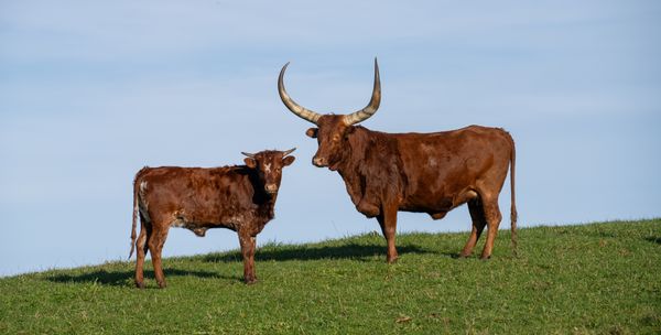 Longhorns thumbnail