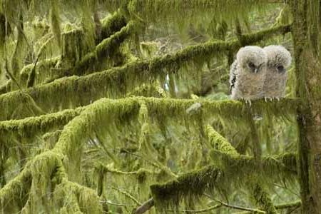 Biologist Eric Forsman was delighted that a breeding pair of wild spotted owls he has studied for years did it again (their 3-week-old hatchlings on a hemlock in Oregon this past May).