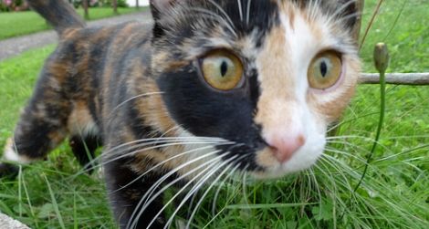 Defying its reputation as aloof, this tortoiseshell cat was labelled “the friendliest cat we met”