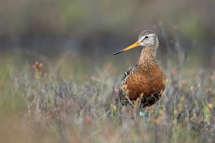 OPENER - Hudsonian godwit