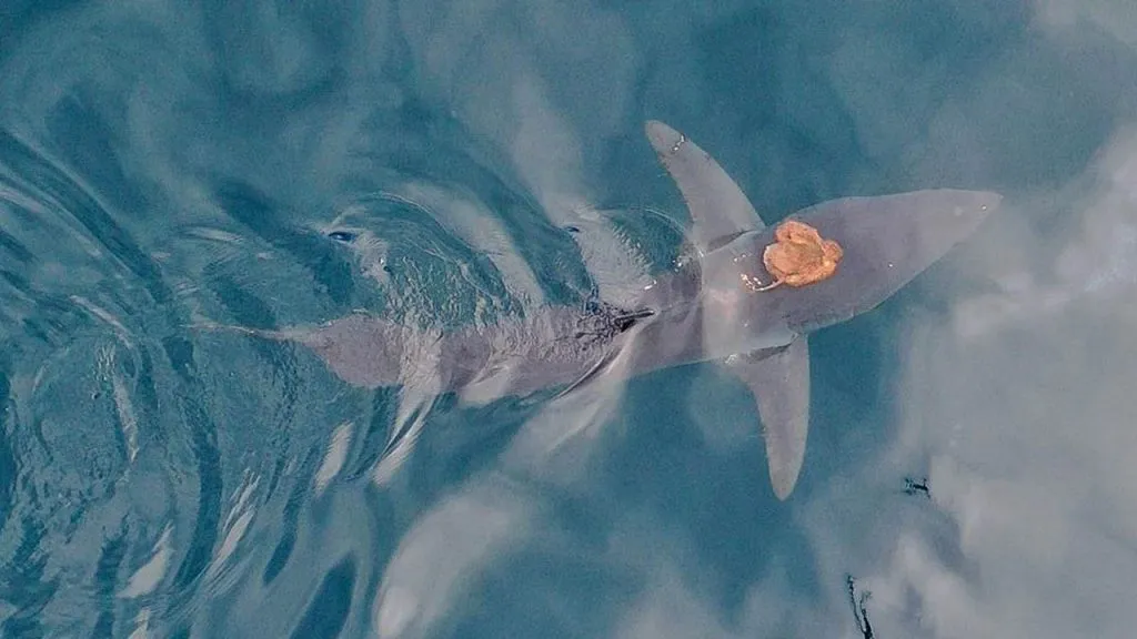 An image of an octopus on a shark's head