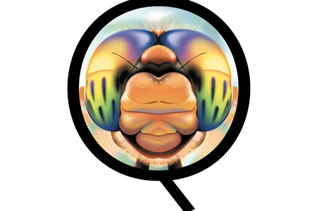 How do scientists know which insects can see color?