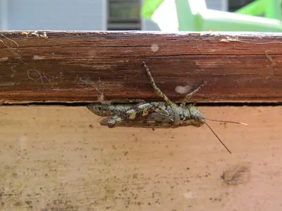 Even for grasshoppers, being upside-down can be a high (blood) pressure situation.