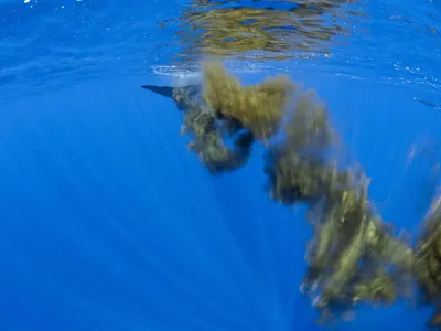 Scientists Are Crafting Fake Whale Poop and Dumping It in the Ocean image