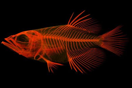 Red xray of a fish on black background.jpg