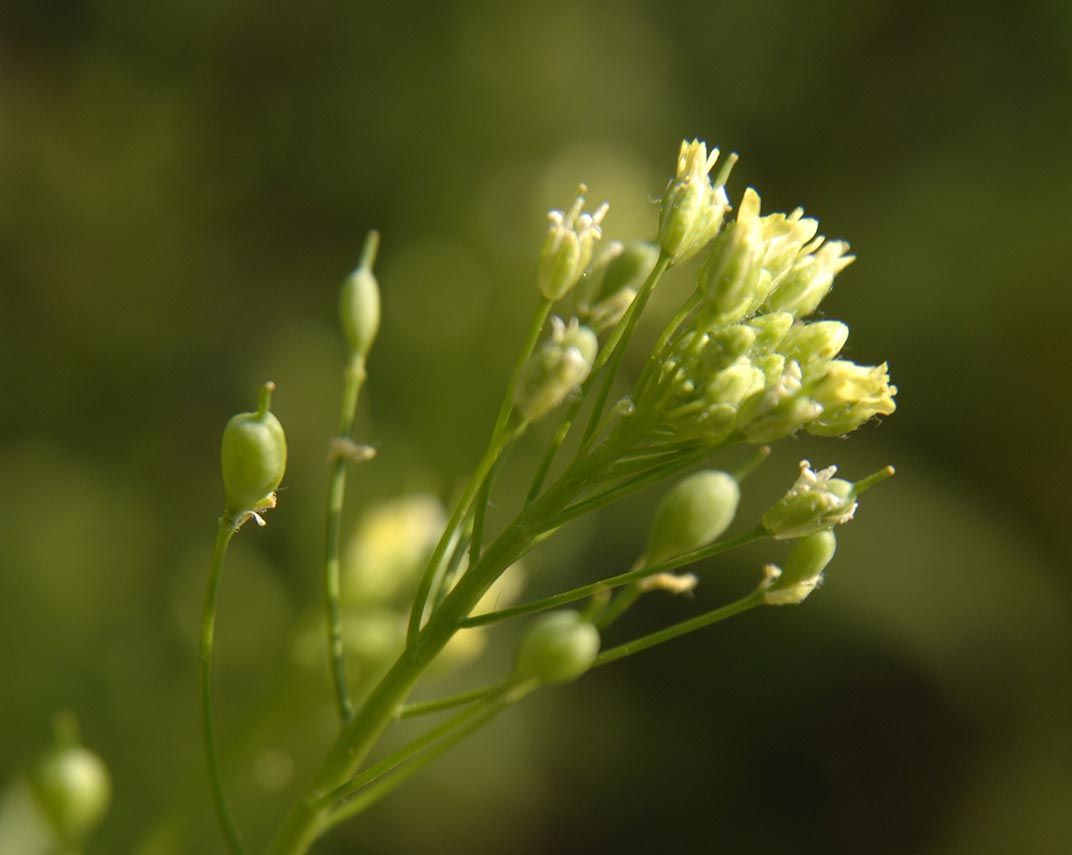 Camelina sativa