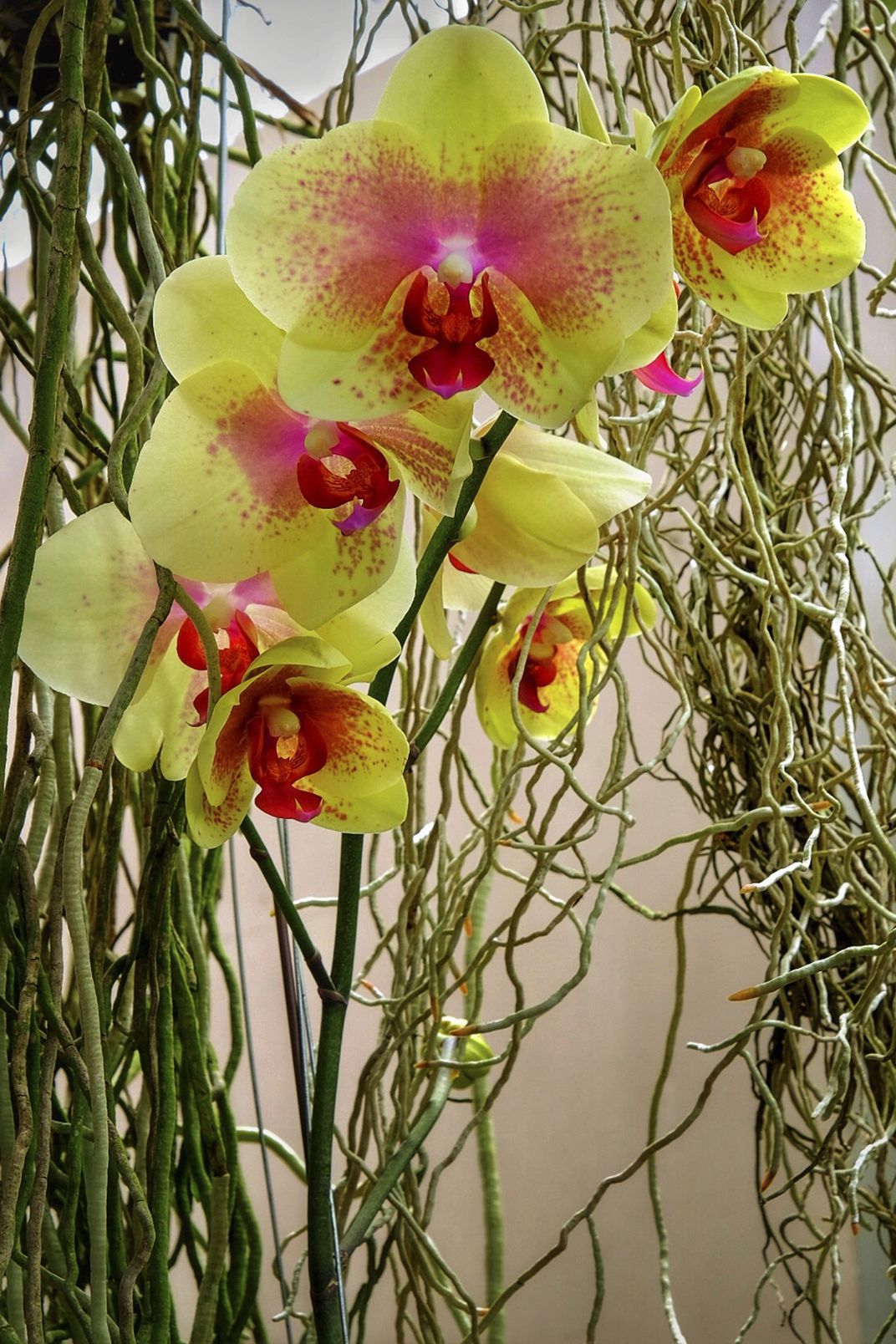Orchid Smithsonian Photo Contest Smithsonian Magazine
