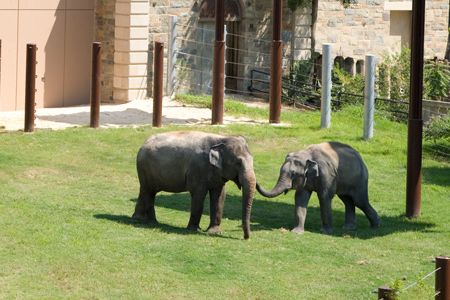 Shanthi, 34, and Kandula, 8, in the Elephant Trails yard after the first phase of renovations were completed in 2010 at the Smithsonian National Zoo.