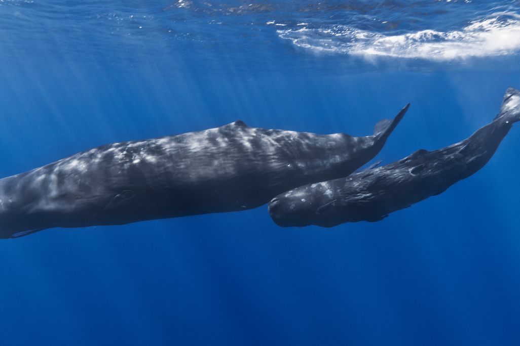 Sperm whales