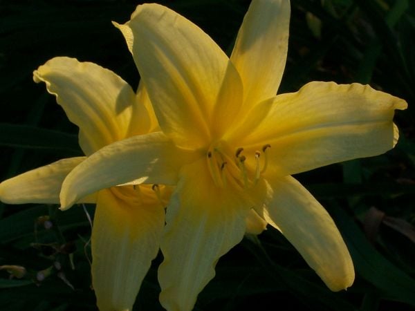 A Pair of Yellow Day Lilies Absorbing the Late Afternoon Sun thumbnail