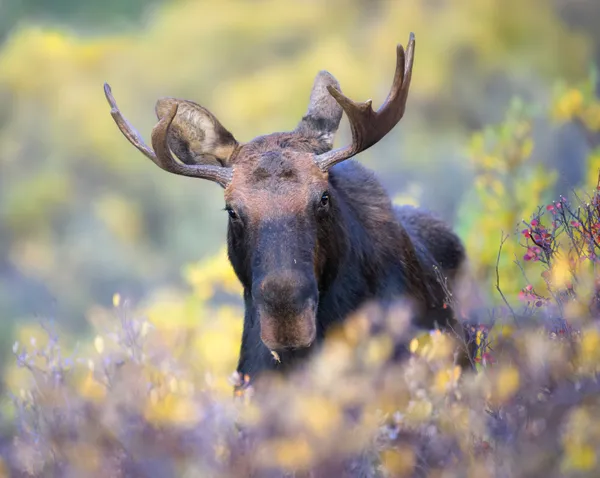 Oh, Hello! thumbnail