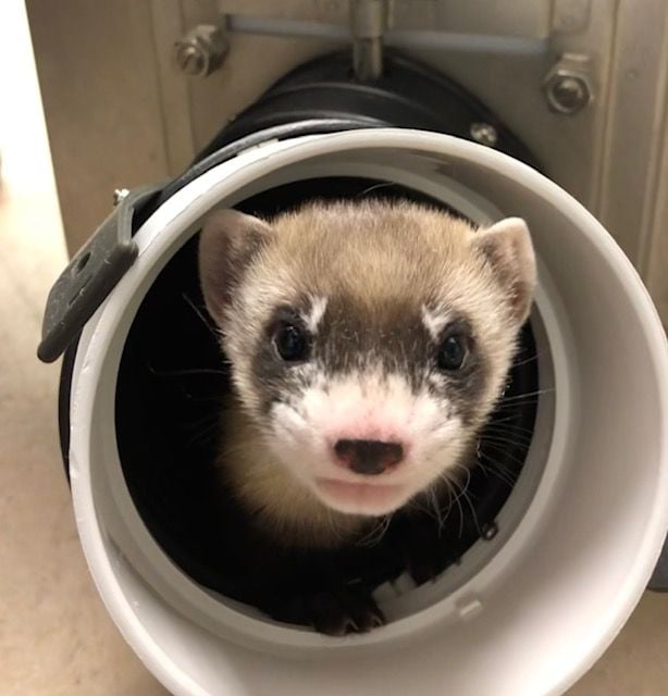 Cloned black-footed ferret