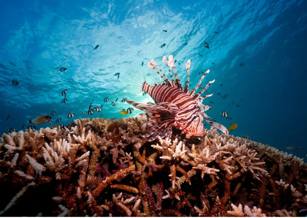 lionfish