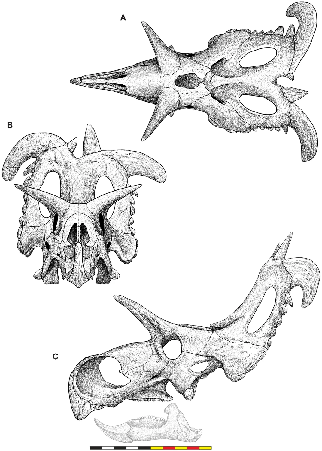 Lokiceratops skull