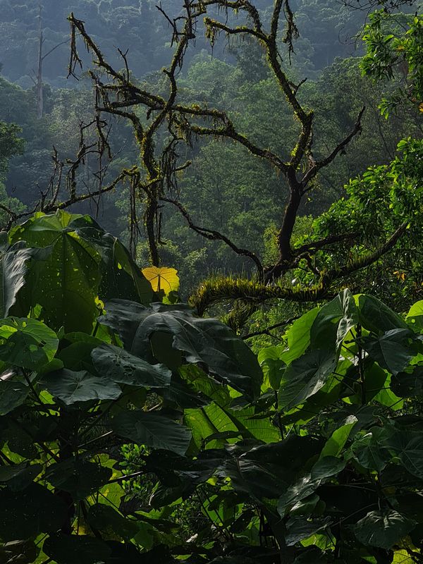 Mystical landscape of a Tropical Rainforest. thumbnail