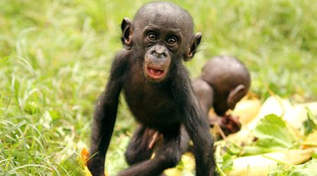 Baby bonobos share papayas