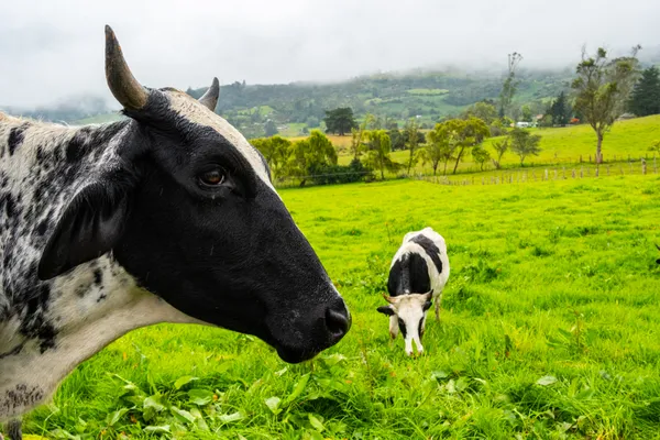 2 Cows enjoying a sunny day. thumbnail