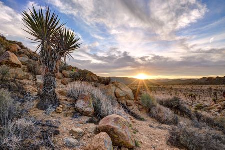 The sun rises over Joshua Tree National Park. The newlydesignated Castle Mountains, Mojave Trails and Sand to Snow national monuments will connect Joshua Tree to other federally protected lands in a massive 1.8-million-acre preservation bid. 