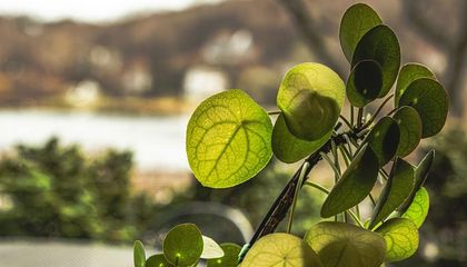 Researchers Find a Mathematical Pattern Used in City Planning Hidden in the Leaves of a Common Houseplant