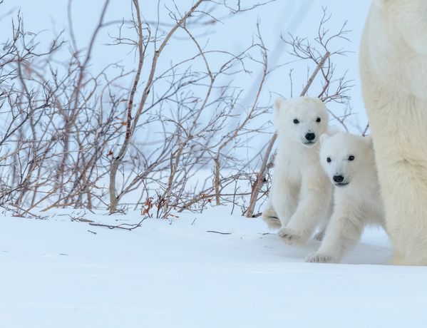 Polar Bear Cubs thumbnail