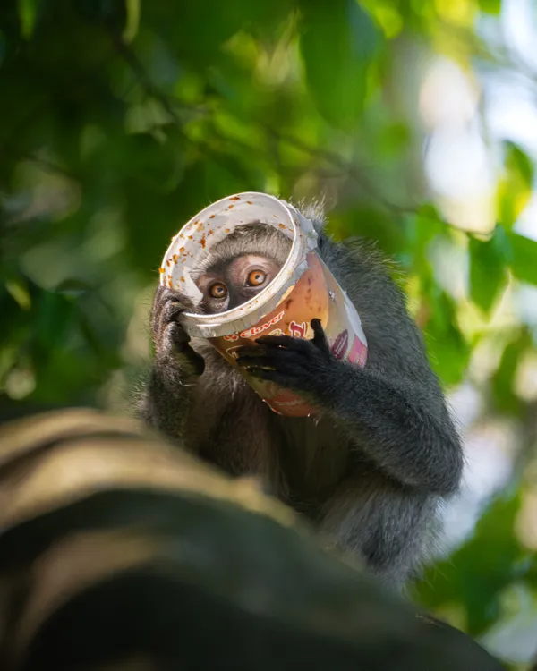 Vervet Monkey Eating thumbnail