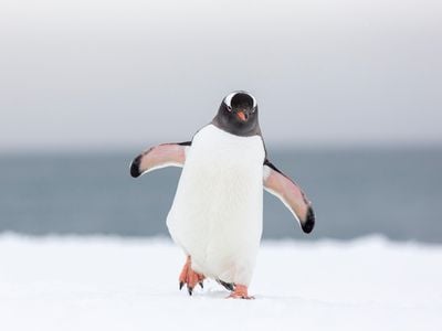 The common ancestor of this Gentoo penguin likely evolved to be incapable of tasting most flavors—but why?