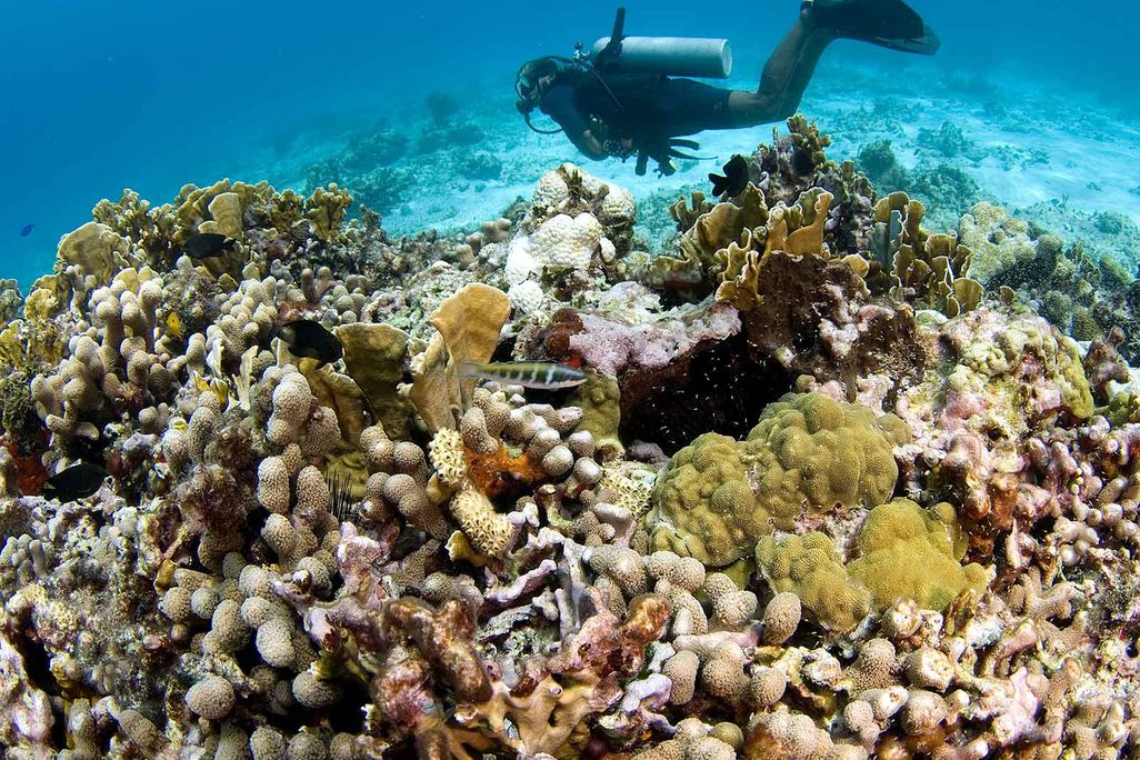 Mexico Diving