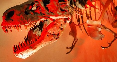 Were the arms of Tyrannosaurus adapted for catching and inspecting fish? No way.