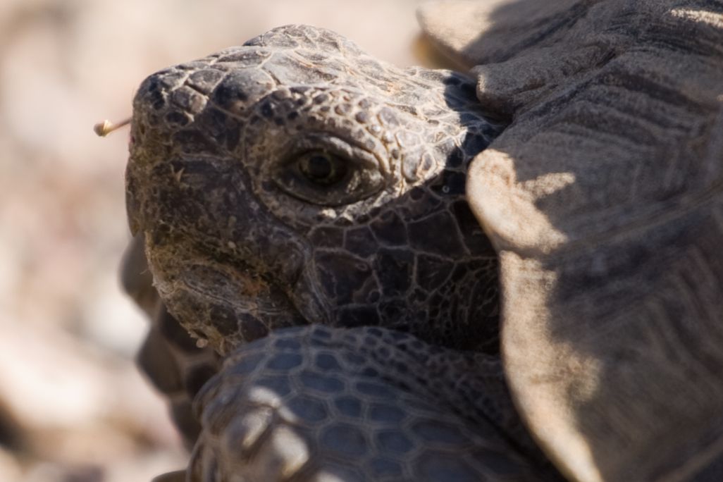 20130827024024turtle.jpg