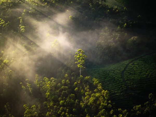 Solitary Light thumbnail