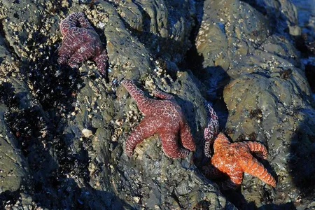 Healthy purple sea stars, also called ochre sea stars, in a tide pool.
