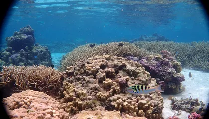 Most of the World's Shallow-Water Coral Reefs Have Been Deemed Critically Endangered, Meaning They Could Collapse Within 50 Years