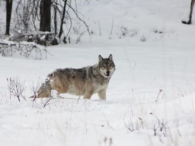 Though she faced many challenges&mdash;including the loss of her left eye&mdash;the gray wolf named 907F persevered and lived to be more than 11 years old.