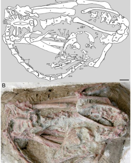A second specimen of the troodontid Mei, preserved in a bird-like sleeping position.