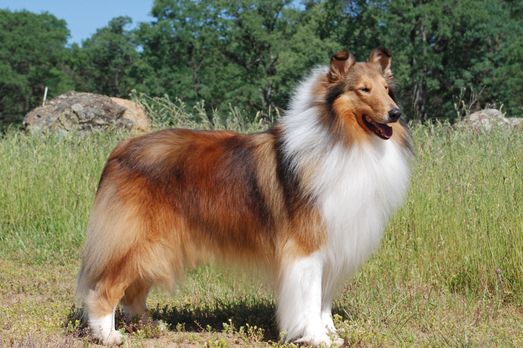 An image of a collie standing outside in a field of grass. The dog has a shaded yellow coat with white patches of fur on its chest, neck and legs. 