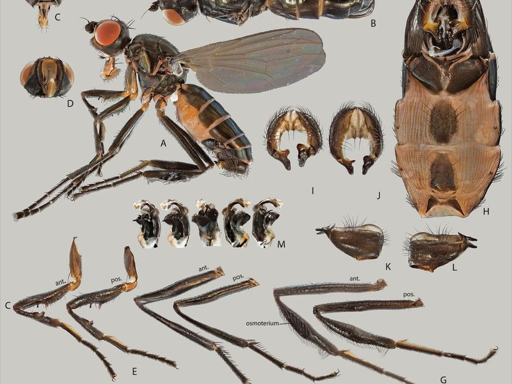 New Species of Fly Found Breeding on Central Park Duck Droppings