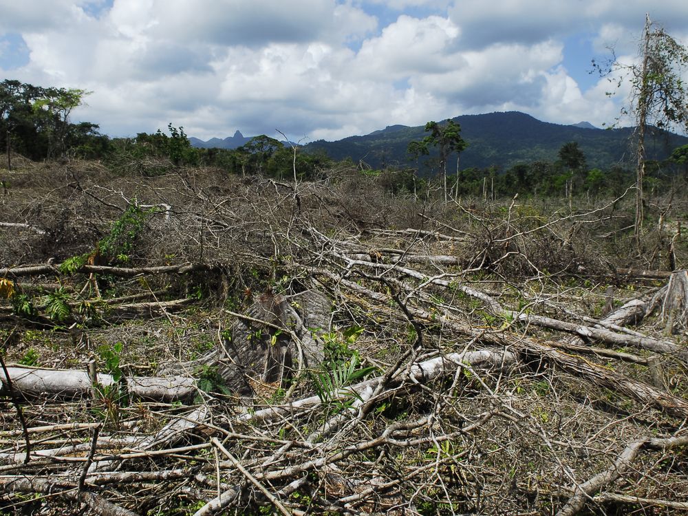 What's Driving Deforestation?  Union of Concerned Scientists