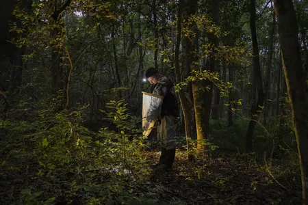 Christopher Heckscher, ornithologist by day and firefly hunter by night, at work in the Nanticoke Wildlife Area, Delaware.