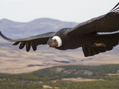 At 33 pounds, Andean condors are the heaviest soaring birds on Earth, but a new study finds they can stay airborne for up to five hours at a time without flapping at all.